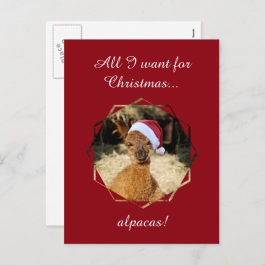 De Briefkaarten van Kerstmis van de alpaca (Voorkant / Achterkant)