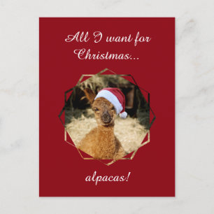 De Briefkaarten van Kerstmis van de alpaca