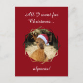 De Briefkaarten van Kerstmis van de alpaca (Voorkant)