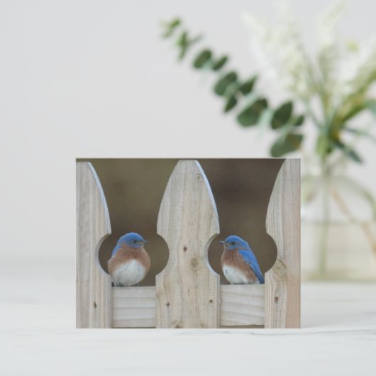 De briefkaarten van sialia (Staand voorkant)