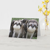 De Broers van de visarend Kaart (Gele Bloem)