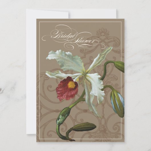 De bruine Orchidee van Cattleya taupe - het Kaart (Achterkant)