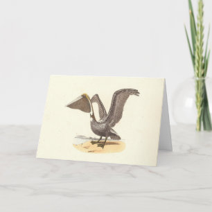 De bruine pelikaan (Pelecanus occidentalis) NY Bir Kaart