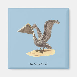De bruine pelikaan (Pelecanus occidentalis) NY Bir Magneet