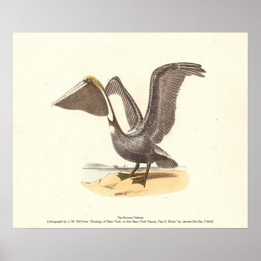 De bruine pelikaan (Pelecanus occidentalis) NY Bir Poster (Voorkant)