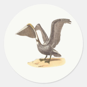 De bruine pelikaan (Pelecanus occidentalis) NY Bir Ronde Sticker