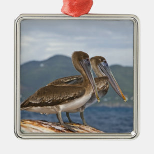 De bruine pelikan ( Pelecanus occidentalis ) Metalen Ornament