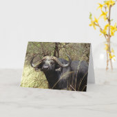 De Buffels van de kaap Kaart (Gele Bloem)