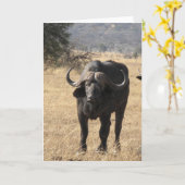 De Buffels van de kaap Kaart (Gele Bloem)