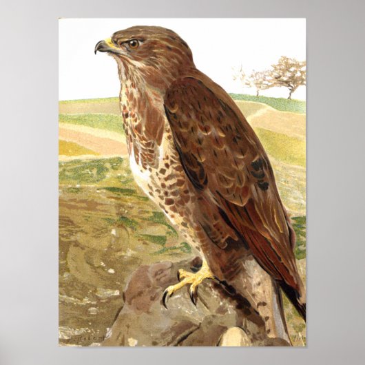 De Buizerd Poster (Voorkant)