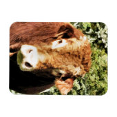 DE BULL MAGNEET (Horizontaal)