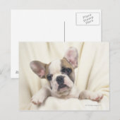 De Bulldog, vaak de Engelse Bulldog, 2 Briefkaart (Voorkant / Achterkant)