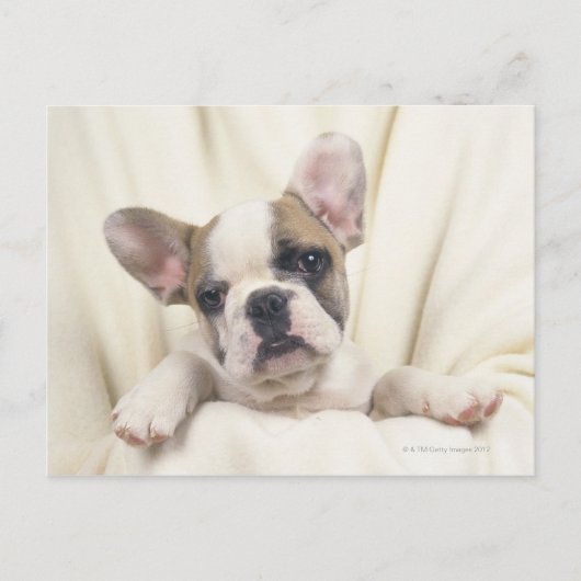 De Bulldog, vaak de Engelse Bulldog, 2 Briefkaart (Voorkant)