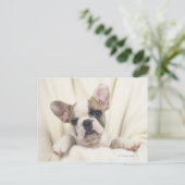 De Bulldog, vaak de Engelse Bulldog, 2 Briefkaart (Staand voorkant)