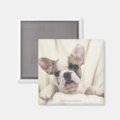 De Bulldog, vaak de Engelse Bulldog, 2 Magneet (Voorkant / Achterkant)