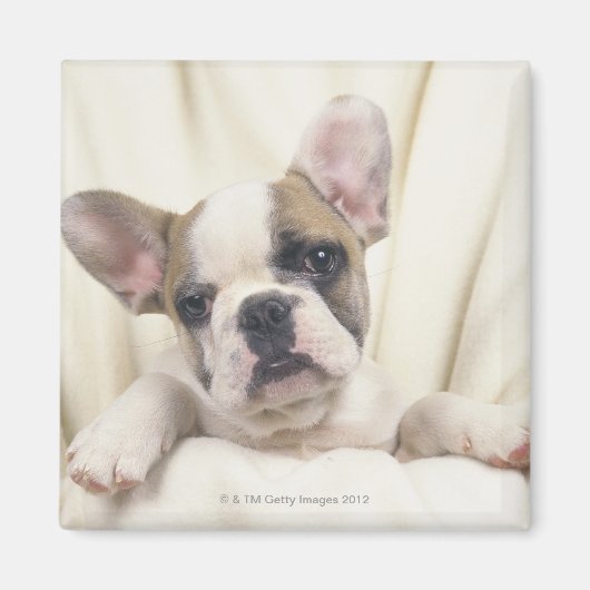 De Bulldog, vaak de Engelse Bulldog, 2 Magneet (Voorkant)