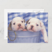 De Bulldog, vaak de Engelse Bulldog genoemd, Briefkaart (Voorkant / Achterkant)