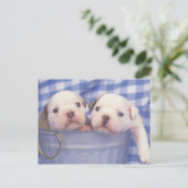 De Bulldog, vaak de Engelse Bulldog genoemd, Briefkaart (Staand voorkant)