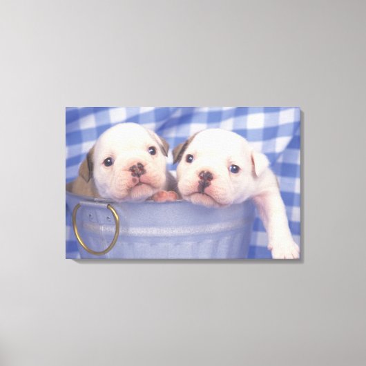 De Bulldog, vaak de Engelse Bulldog genoemd, Canvas Afdruk (Voorkant)