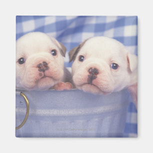 De Bulldog, vaak de Engelse Bulldog genoemd, Magneet