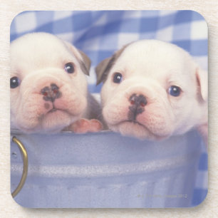 De Bulldog, vaak de Engelse Bulldog genoemd, Onderzetter