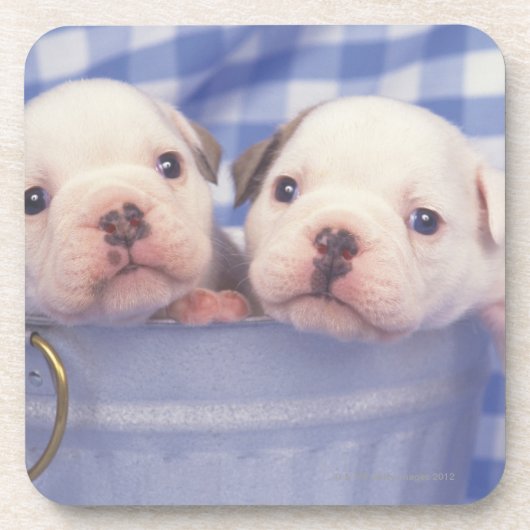 De Bulldog, vaak de Engelse Bulldog genoemd, Onderzetter (Voorkant)