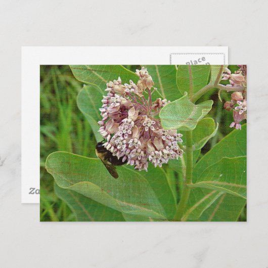 De Bumble Bee op de Melkroos Briefkaart (Voorkant / Achterkant)