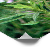 De Butterfly en Milkweed Poster (Hoek)