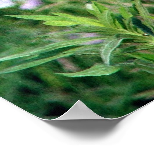 De Butterfly en Milkweed Poster (Hoek)