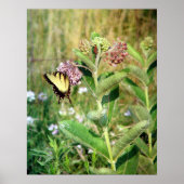 De Butterfly en Milkweed Poster (Voorkant)