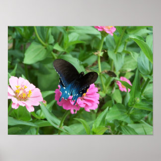 De Butterfly One van Smith Poster