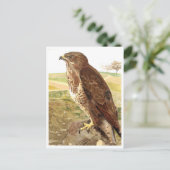 De buzzard briefkaart (Staand voorkant)