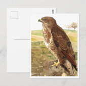 De buzzard briefkaart (Voorkant / Achterkant)