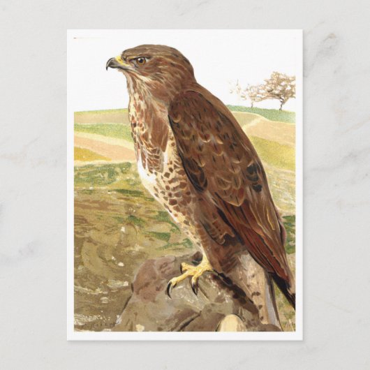 De buzzard briefkaart (Voorkant)