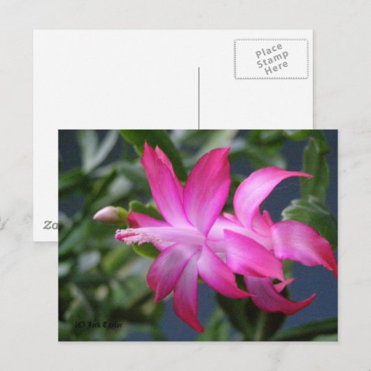 De Cactus van Kerstmis #01 Feestdagenkaart (Voorkant / Achterkant)