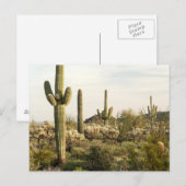 De Cactus van Saguaro, Arizona, de V.S. Briefkaart (Voorkant / Achterkant)