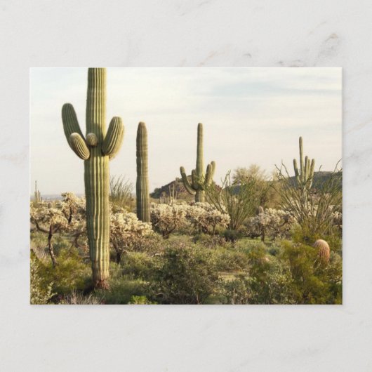 De Cactus van Saguaro, Arizona, de V.S. Briefkaart (Voorkant)