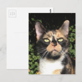 De Calico overslaan Briefkaart (Voorkant / Achterkant)