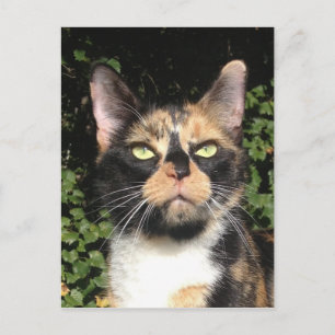 De Calico overslaan Briefkaart