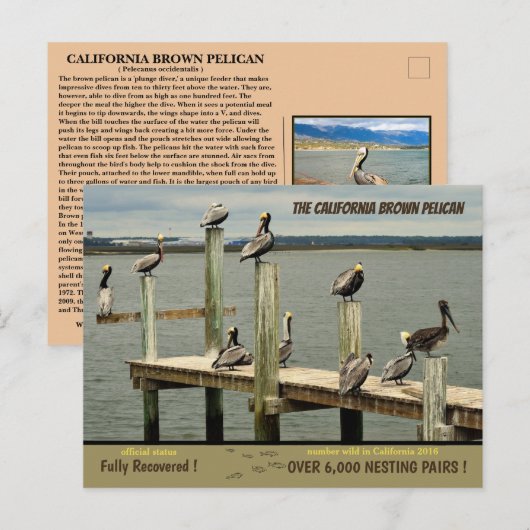 De Californische bruine Pelican - Feestdagenkaart (Voorkant / Achterkant)