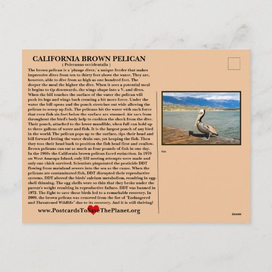 De Californische bruine Pelican - Feestdagenkaart (Achterkant)