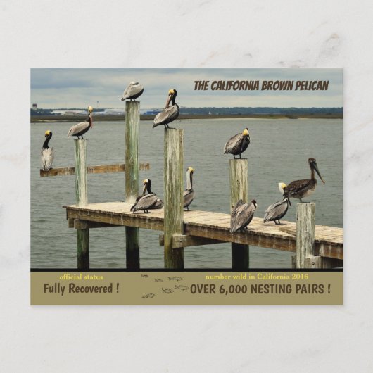 De Californische bruine Pelican - Feestdagenkaart (Voorkant)