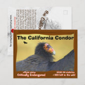 De Californische condor is een prachtige vogel -2- Briefkaart (Voorkant / Achterkant)