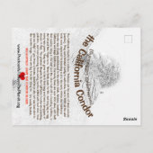 De Californische condor is een prachtige vogel -2- Briefkaart (Achterkant)