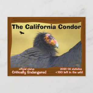 De Californische condor is een prachtige vogel -2- Briefkaart