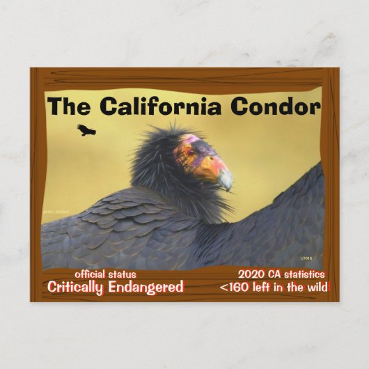 De Californische condor is een prachtige vogel -2- Briefkaart (Voorkant)