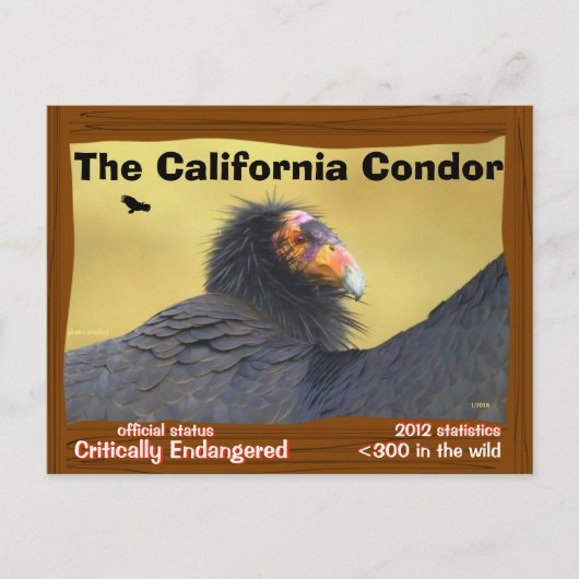 De Californische dominee is een prachtige vogel - Briefkaart (Voorkant)