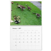 DE *CANADESE GANZEN* - *EENDJES* STAND-FF 2025 KALENDER (Feb 2027)