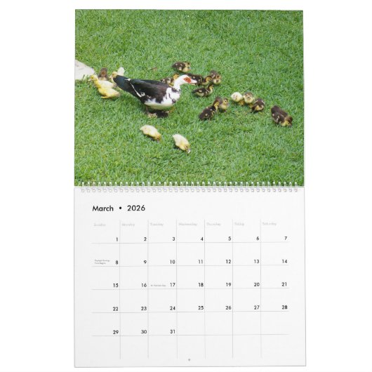 DE *CANADESE GANZEN* - *EENDJES* STANDOFF 2024 KALENDER (Mar 2026)