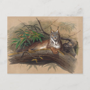 De Canadese Lynx van Joseph Wolf Briefkaart